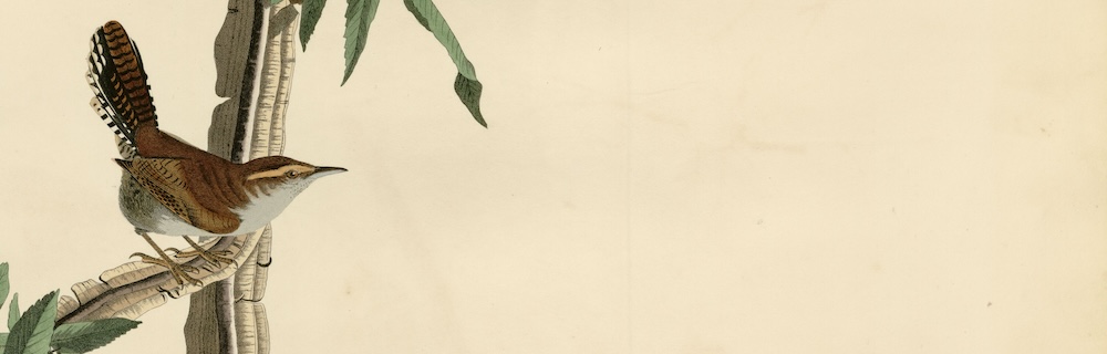 Bewick's Wren Audubon Detail